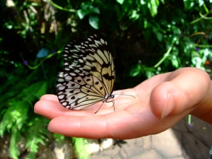 pillangó egy nő kezében kép